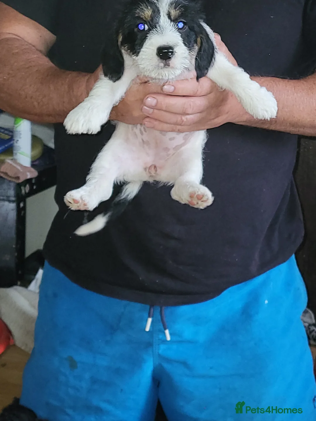 Mixed Breed dogs for sale: Terrier puppies - Advert 2