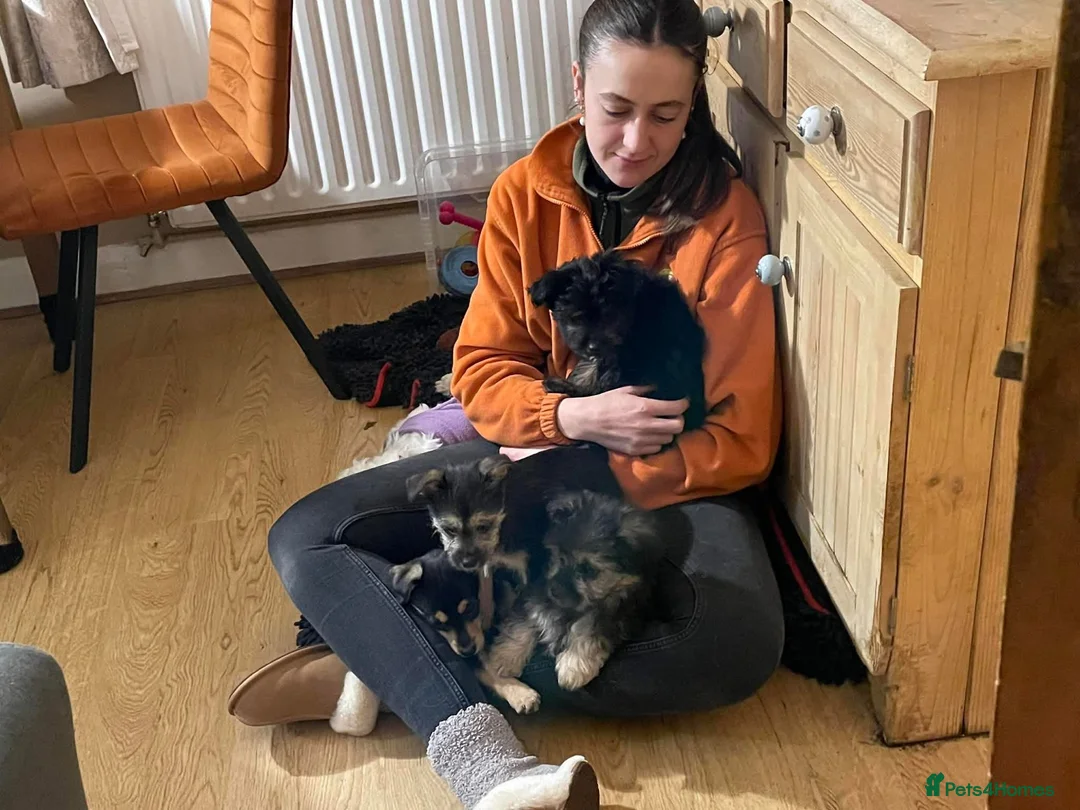 Mixed Breed dogs for adoption: Usopp - Hingham Norfolk  - Advert 3