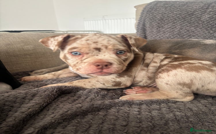 American Bully dogs - Advert 1