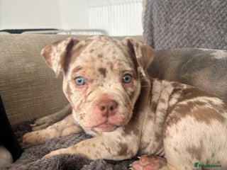 American Bully dogs - Advert 12