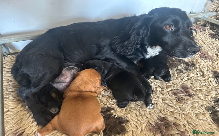 Cocker Spaniel dogs - Advert 1