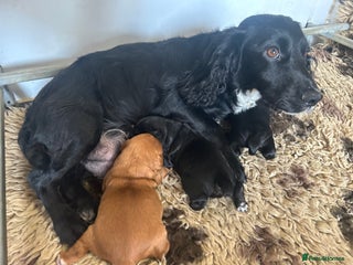 Cocker Spaniel dogs - Advert 35