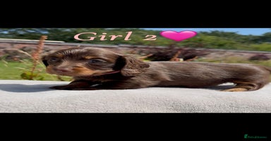 Miniature Dachshund dogs - Advert 4