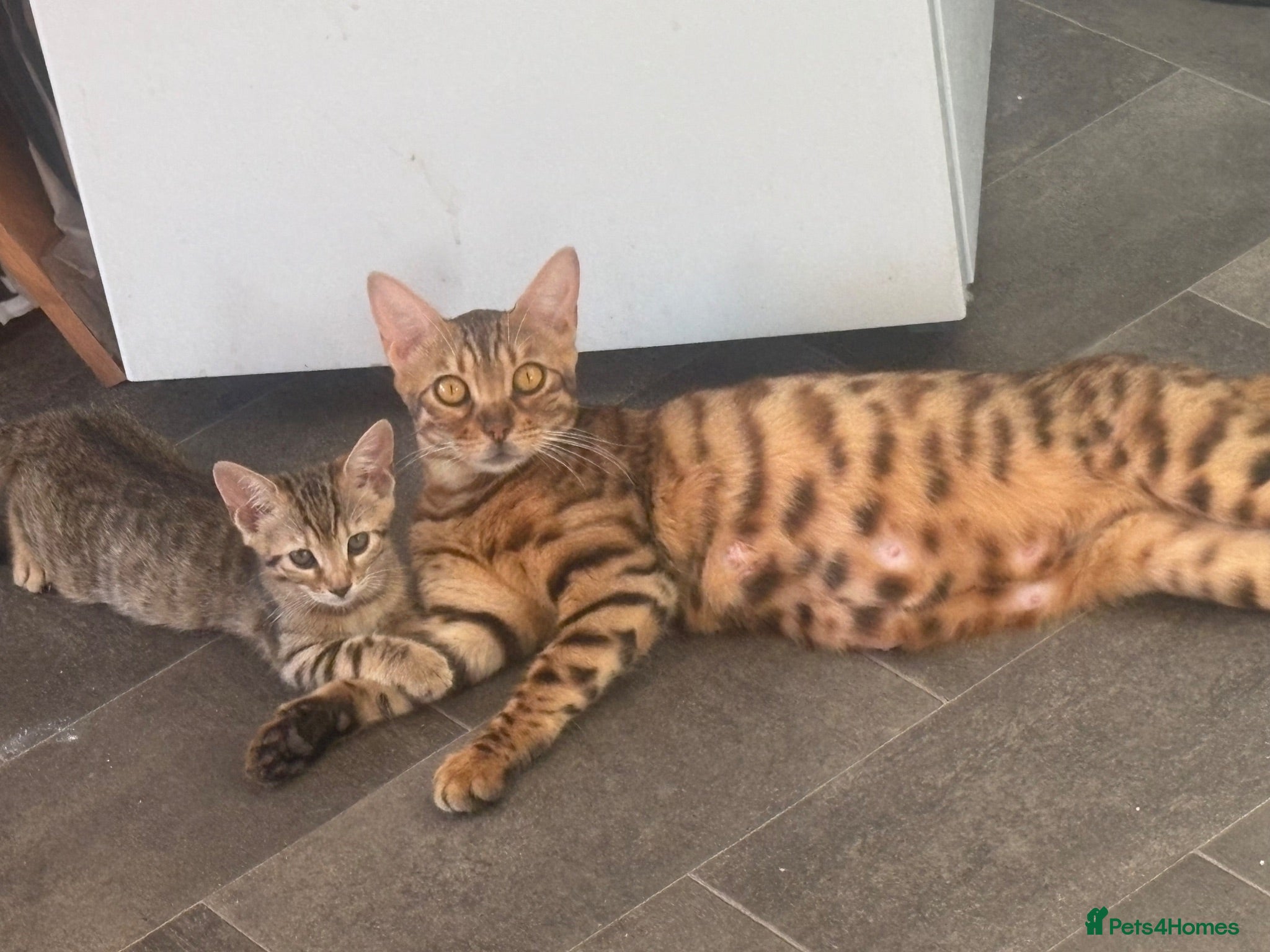 Bengal cats Bengal 2 🩷 - Advert 6