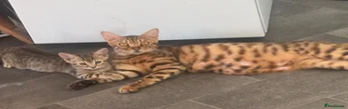 Bengal 2