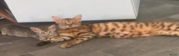 Bengal cats for sale: Bengal 2 🩷 - Advert 1