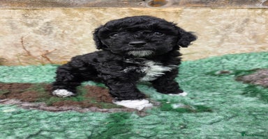 Cockapoo dogs - Advert 15