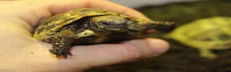 Hermann Tortoise reptiles for sale: Baby Hermanns Hatchlings & Set Ups!! - Advert 11