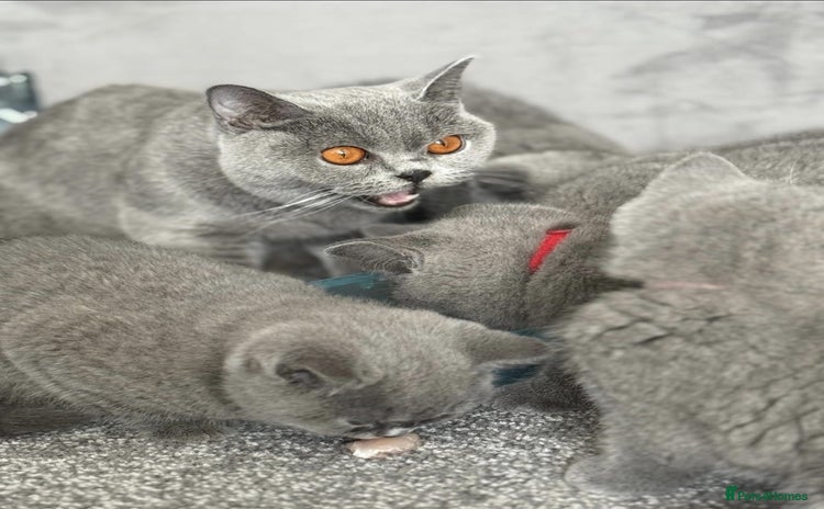 British Shorthair cats - Advert 8
