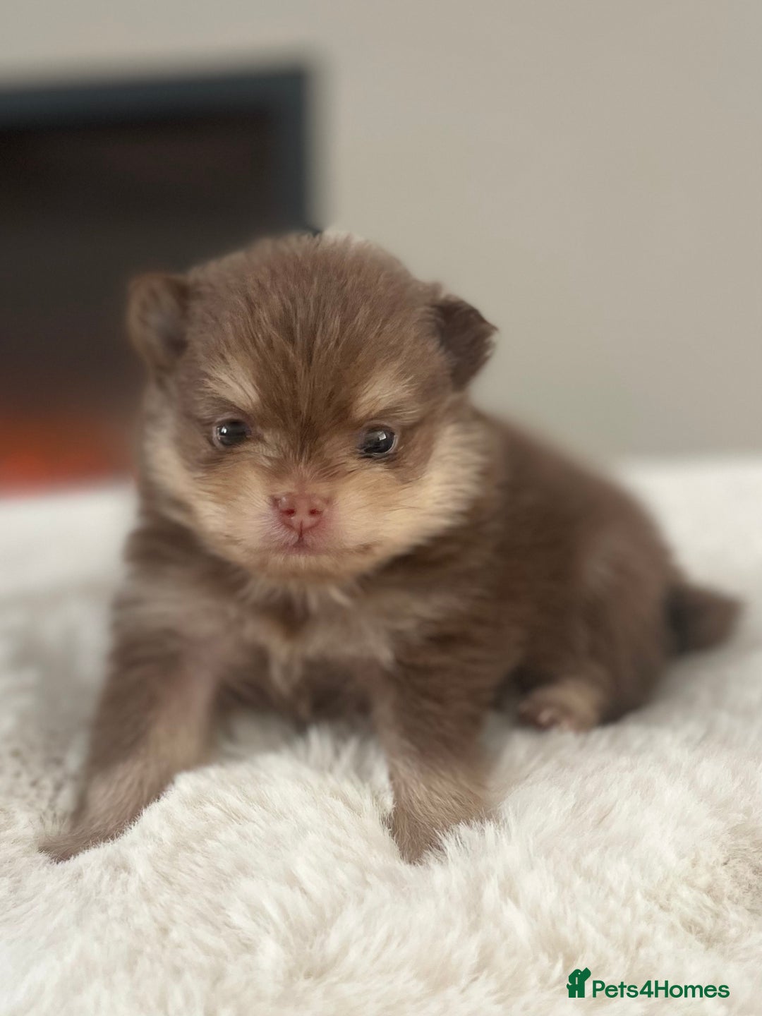 Pomeranian dogs for sale: Pomeranian puppy’s Blk&Tan Choc&Tan 🖤🧡🤎 - Image 8