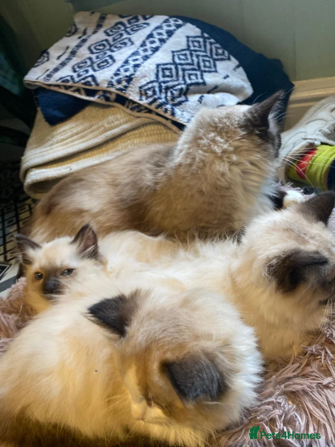 Ragdoll cats for sale: 3x stunning GCCF reg ragdolls remanding.   - Advert 9