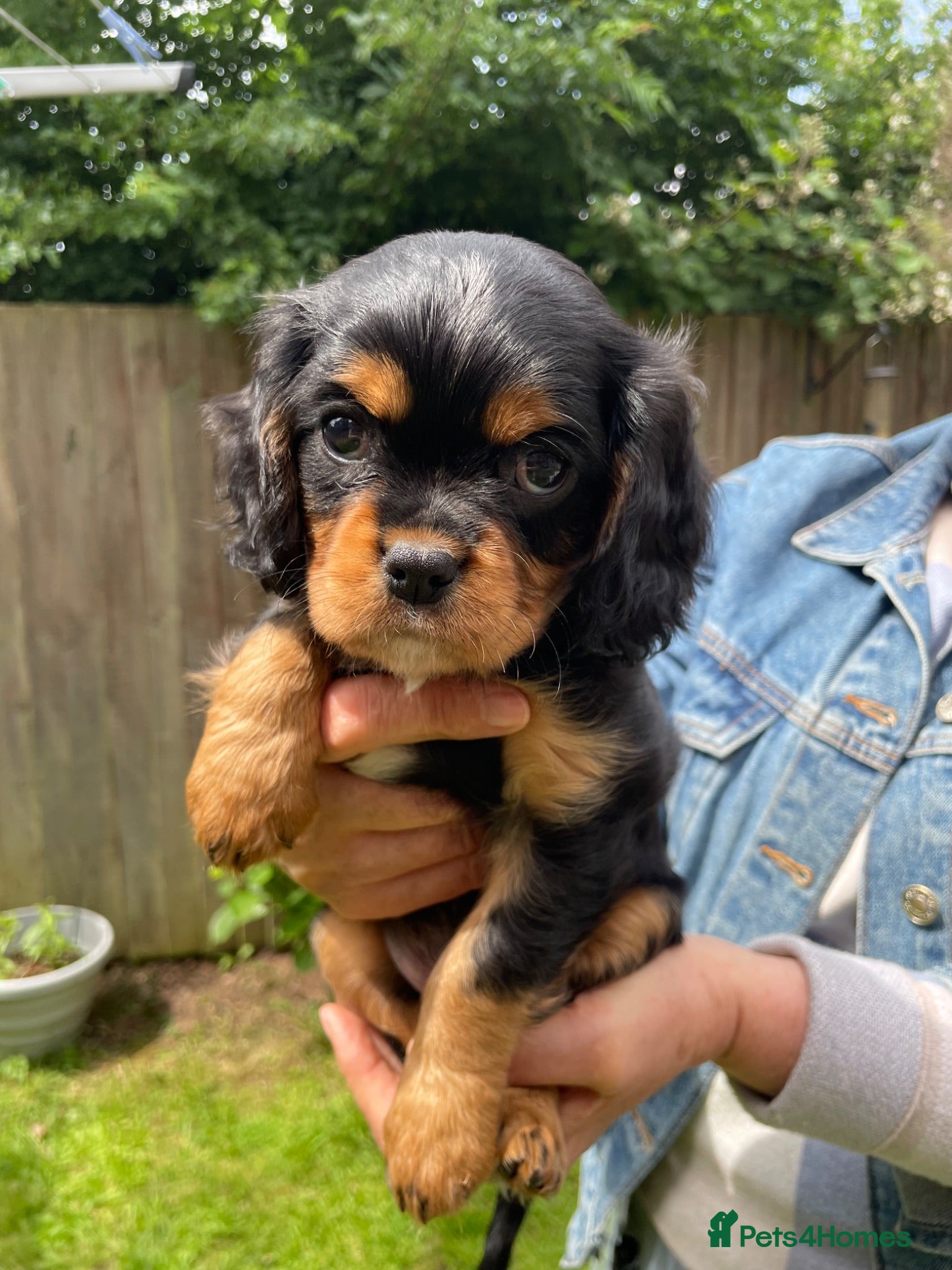 Cavalier King Charles Spaniel dogs 🐶 Last Boy Cavalier King Charles Spaniel Puppy - Advert 2