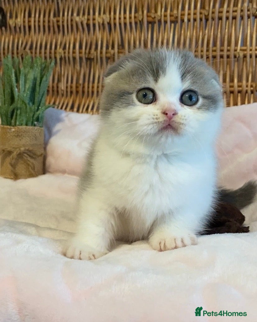 Scottish Fold cats 🧸😻CHAMPION LINE TICA REG SCOTTISH/BSH😻🧸 - Advert 4