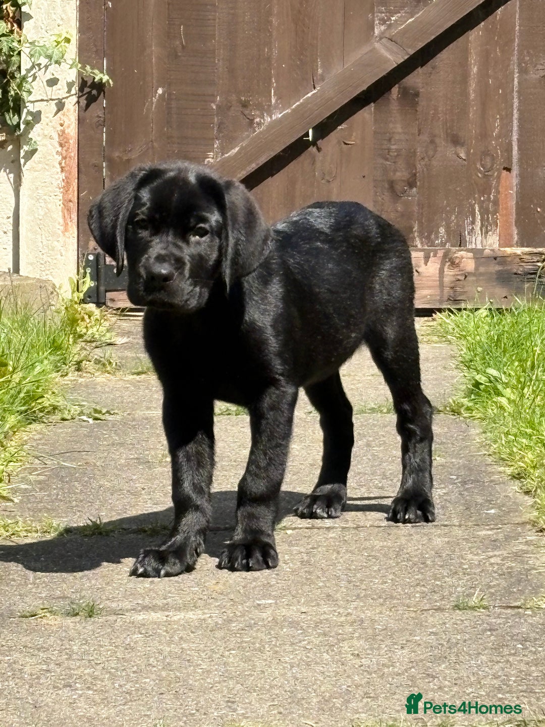 Mixed Breed dogs for sale: Bonnie - Image 6