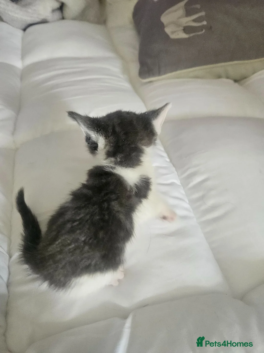 Mixed Breed cats for sale: 3 beautiful kittens for sale - Advert 7