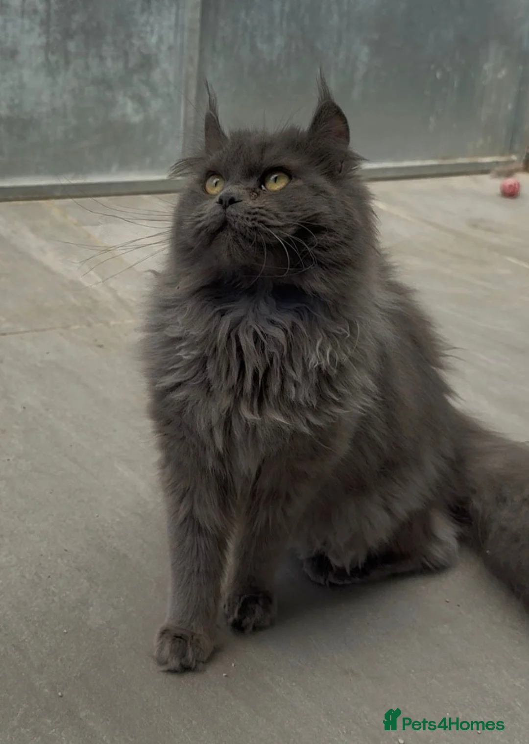 Maine Coon cats for sale: Maine coon crossed american curl blue boy  - Advert 1