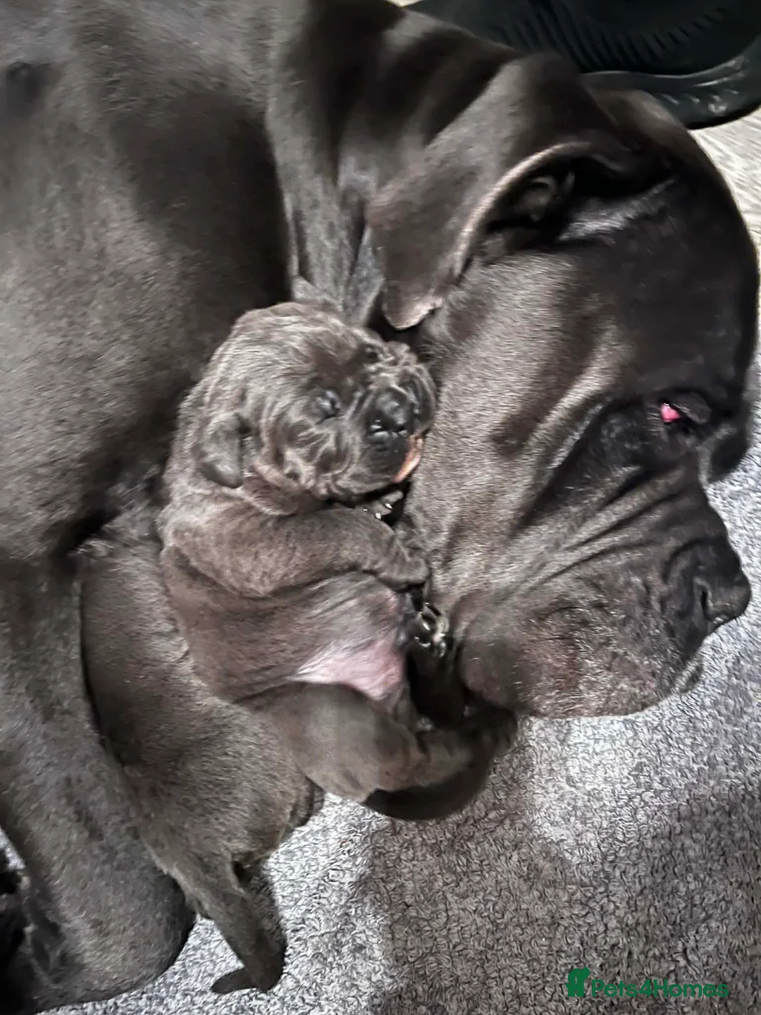 Cane Corso dogs for sale: Cane corso  - Advert 5
