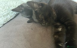 Mixed Breed cats for sale: 2 Female Kittens Ready now! Price reduced!! £40  - Image 7