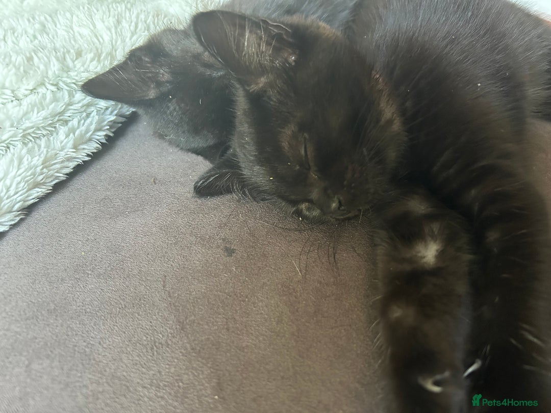 Mixed Breed cats for sale: 2 Female Kittens Ready now! Price reduced!! £40  - Image 7