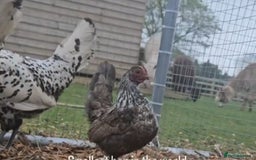Chickens poultry for sale: Selection of Hens for sale  - Image 2