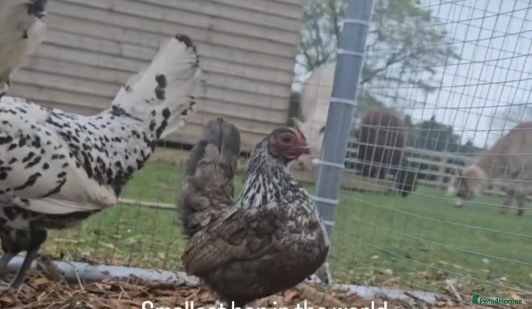Chickens poultry for sale: Selection of Hens for sale  - Image 2