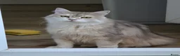 Siberian cats for sale: Beautiful Siberian Girl Looking for a Loving Home - Advert 3