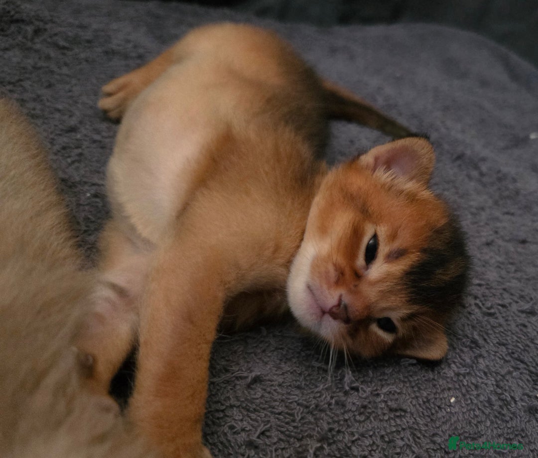 Abyssinian cats for sale: TICA-registered Abyssinian kittens - Advert 9