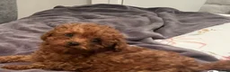 Cavapoo dogs for sale: Ready to leave F1bb deep red Cavapoo puppies  - Advert 6