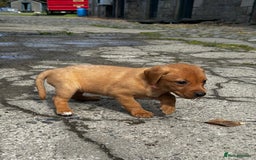 Labrador Retriever dogs for sale: Fox Red Labrador Puppies For Sale in Stranraer - Image 16