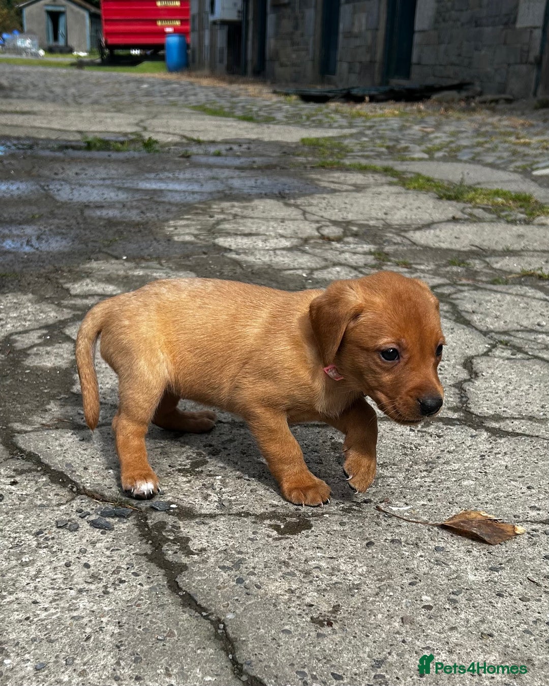 Labrador Retriever dogs for sale: Fox Red Labrador Puppies For Sale in Stranraer - Image 16