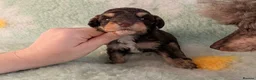 Toy Poodle dogs for sale: KC Reg DNA tested toy poodle pups - Advert 9