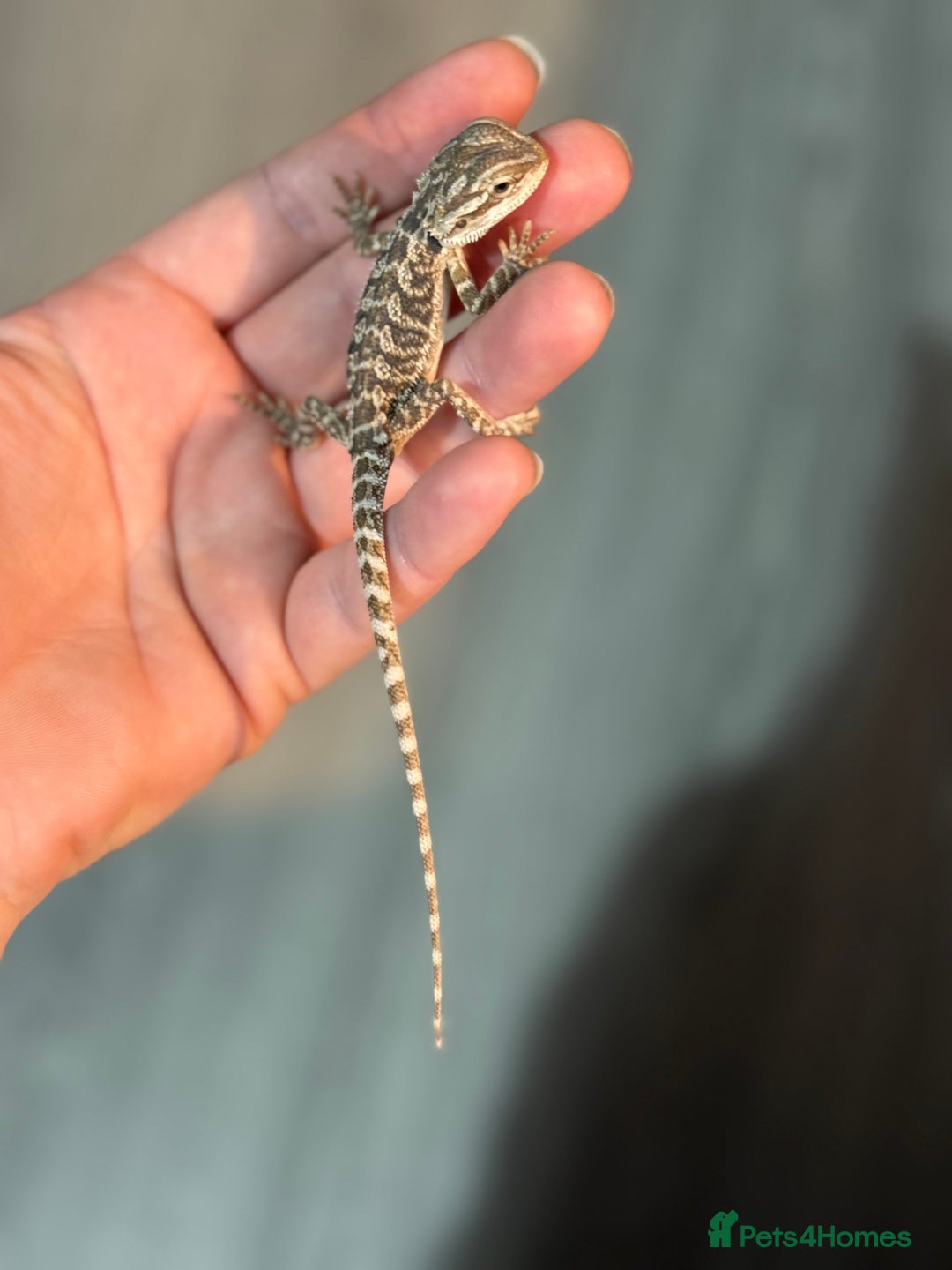 Bearded Dragon reptiles for sale: Bearded Dragon babies - Advert 11
