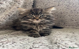 Maine Coon cats for sale: Beautiful 3/4 Maine coon cross kitten  - Image 1