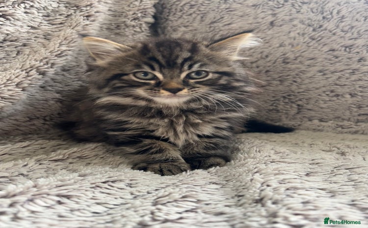Maine Coon cats - Advert 1