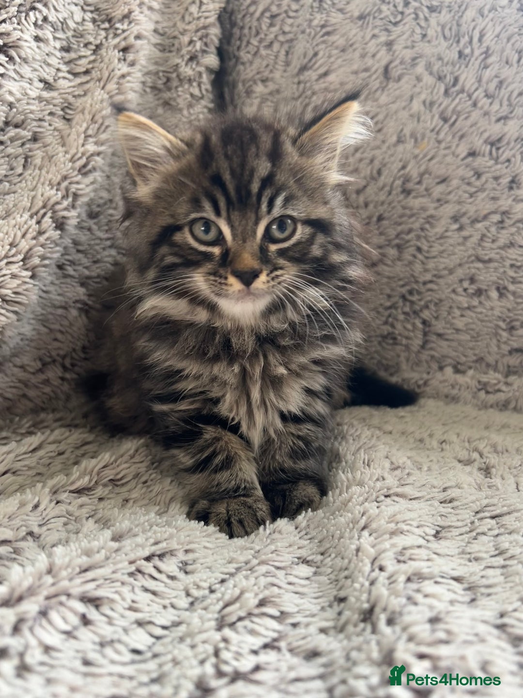 Maine Coon cats for sale: Beautiful 3/4 Maine coon cross kitten  - Image 1
