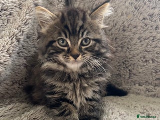 Maine Coon cats - Advert 10