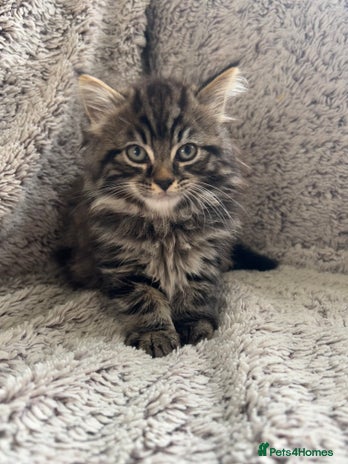 Maine Coon cats - Advert 10