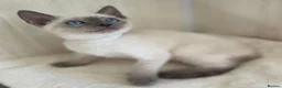 Siamese cats for sale: GCCF Registered Traditional Siamese Kittens  - Advert 4