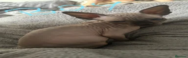 Sphynx 4