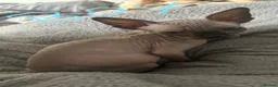 Sphynx cats for sale: Kittens are looking for new homes. - Advert 12
