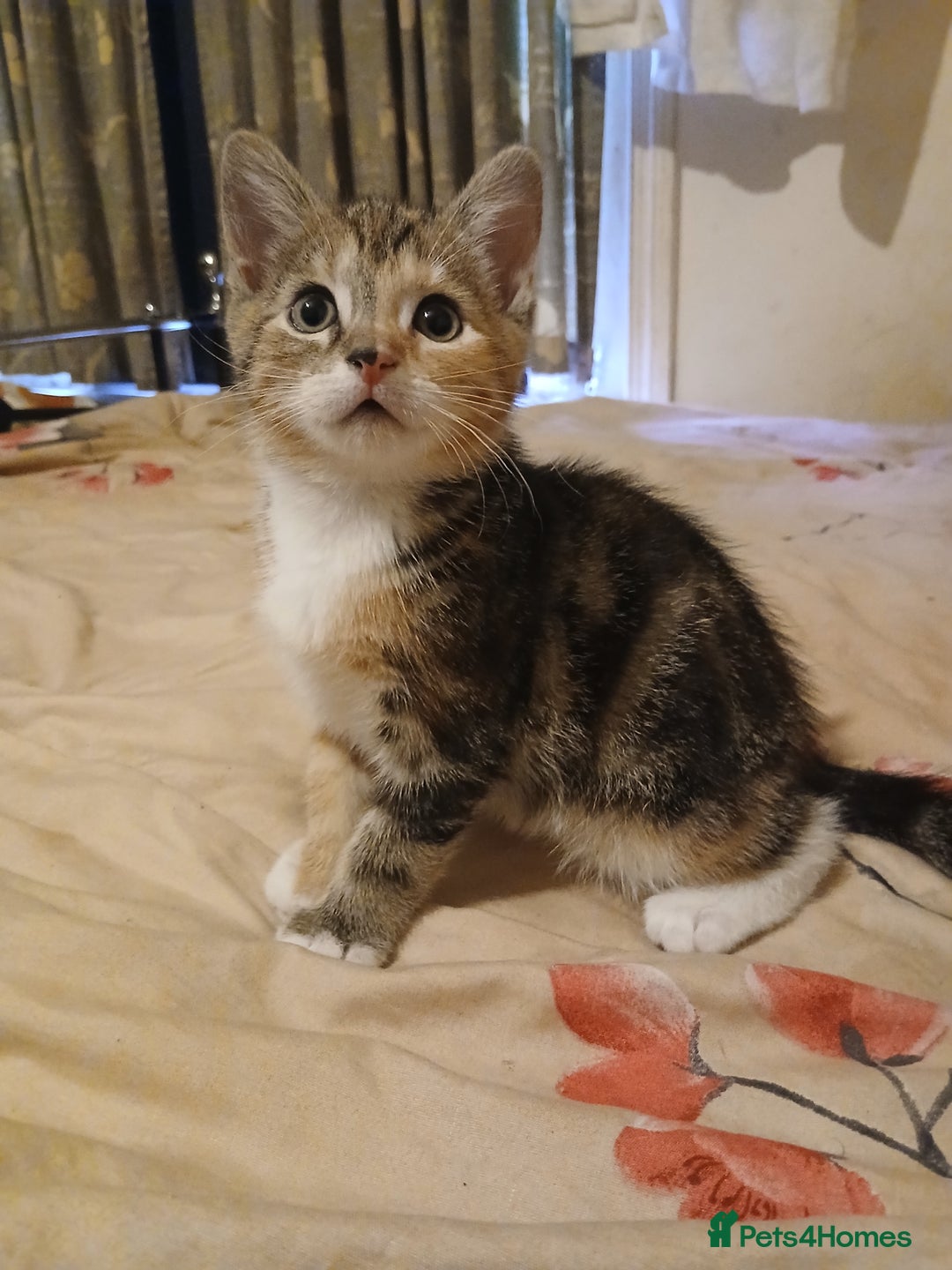 Mixed Breed cats for sale: Kittens for sale - Advert 15