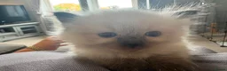Ragdoll cats for sale: Ragdoll kittens  in Romford - Advert 13