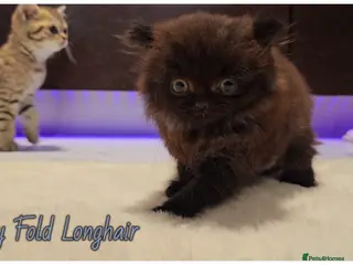 Scottish Fold cats Scottish fold - Advert 15