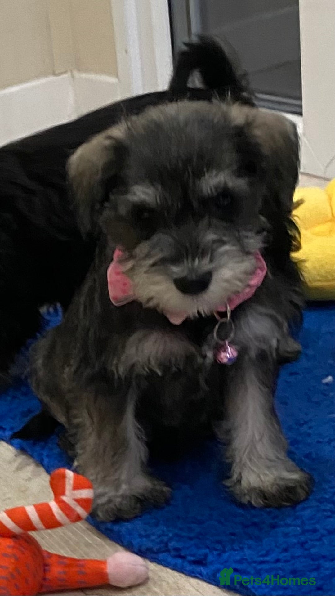 Miniature Schnauzer dogs for sale: Miniature Schnauzer Puppies-  - Image 8