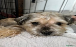 Mixed Breed dogs for sale: Shih tzu x Bichion  - Image 26