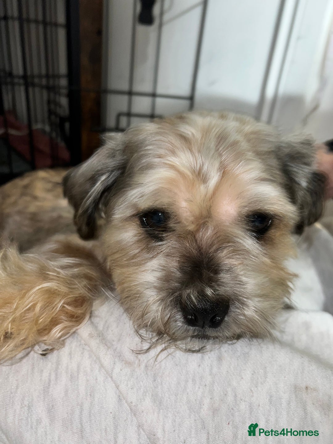 Mixed Breed dogs for sale: Shih tzu x Bichion  - Image 26