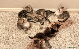 Mixed Breed cats for sale: Tabby Kittens for Sale  - Image 3