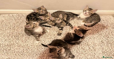 Mixed Breed cats - Advert 12