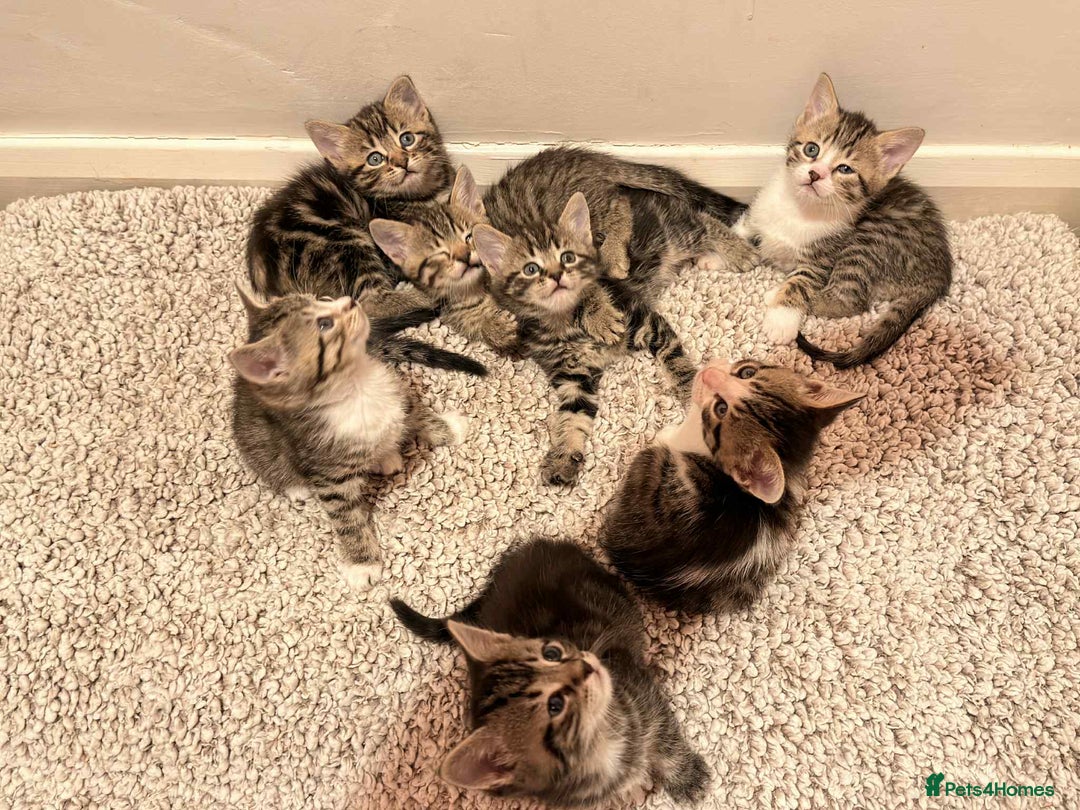 Mixed Breed cats for sale: Tabby Kittens for Sale  - Image 3