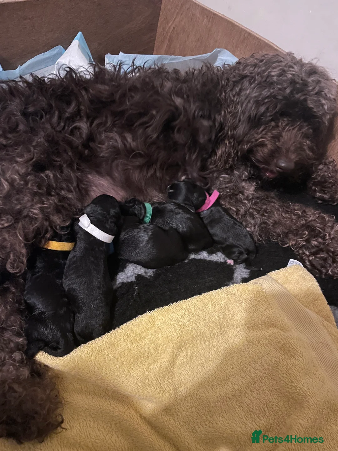 Cockapoo dogs for stud: STUD - F1 Red and white Cockapoo - Health Clear in York - Advert 28